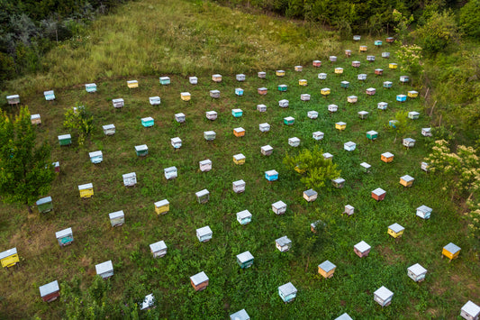 The Secret Lives of Bees: Understanding Beehive Social Structure