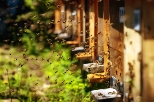 The Sweet Science Behind Honey: A Journey from Nectar to the Golden Elixir